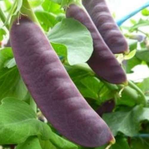 Purple podded peas - 5 seeds