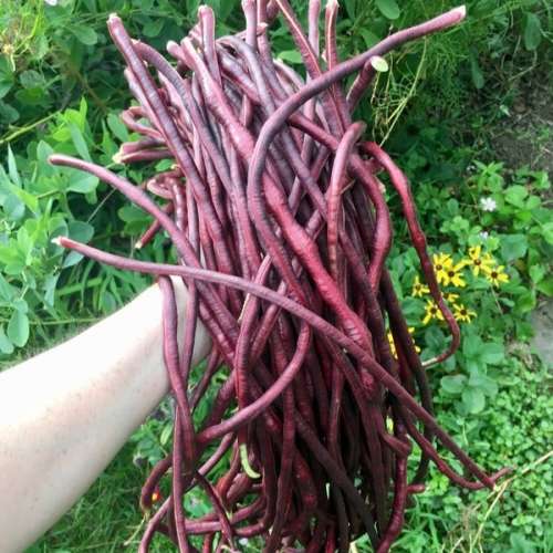 Red noodle (yard long) bean - 5 seeds