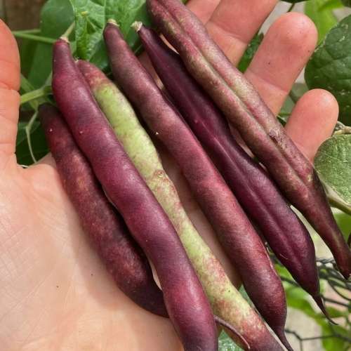 Pole bean `cherokee trail of tears` - 10 seeds