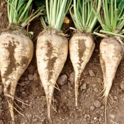 Sugar beet - 25 seeds