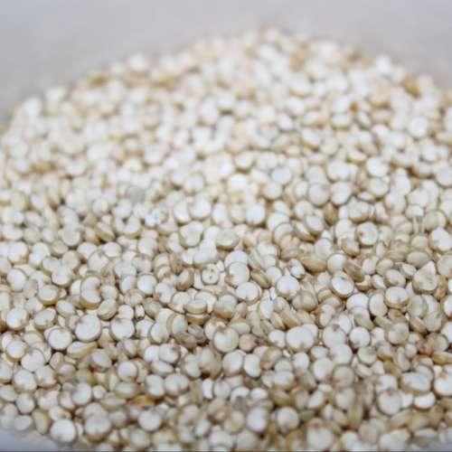 White quinoa - 500 seeds