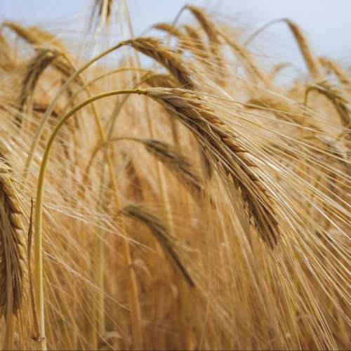 Barley - 250 seeds