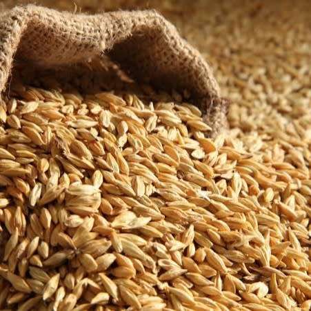 Barley - 250 seeds