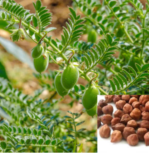 Brown chickpea - 25 seeds
