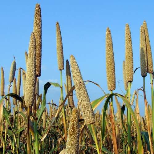 Pearl millet - 200 seeds