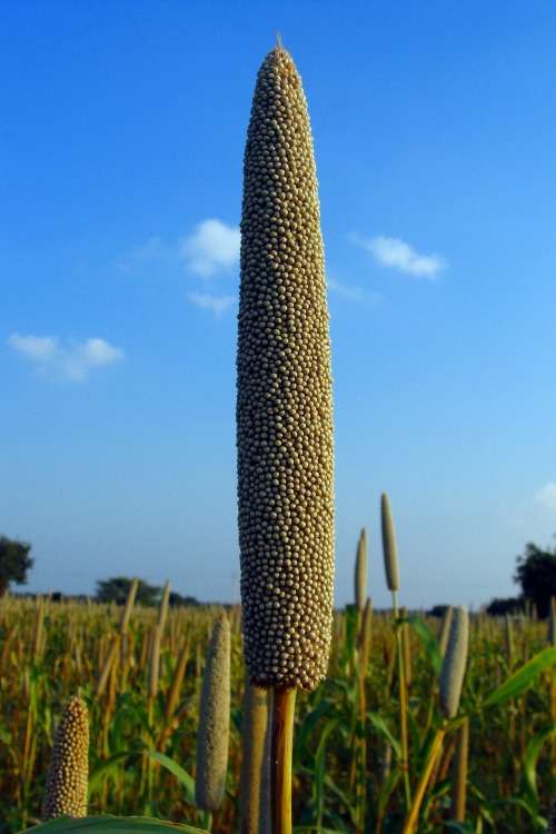 Pearl millet - 200 seeds