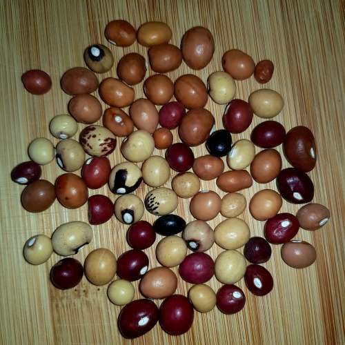 Bambara ground nut  (Vigna subterranea)- 25 seeds