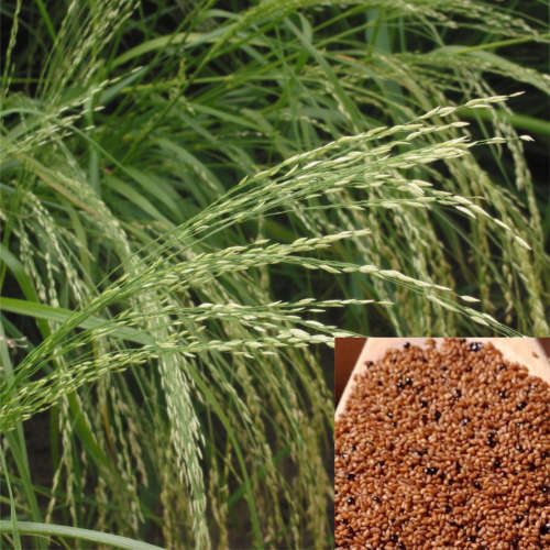 Brown teff - 500 seeds