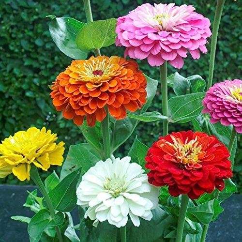 Zinnia `giants of california` - 50 seeds