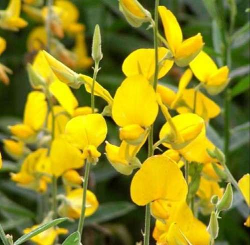 Sunhemp (Crotalaria juncea) - 50 seeds