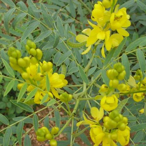 Senna herb (Senna alexandrina) - 25 seeds