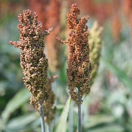 Japanese barnyard millet - 300 seeds