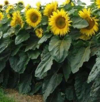 Sunflower `dwarf sunspot` - 15 seeds