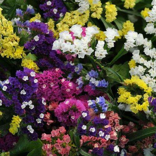 Statice (mixed colors) - 20 seeds
