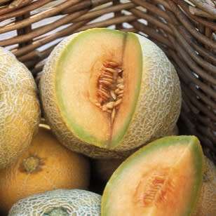 Minnesota midget melon - 5 seeds