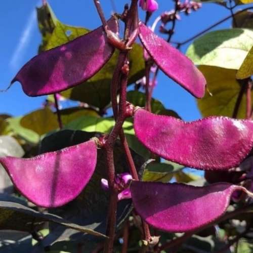 Purple hyacinth bean - 5 seeds