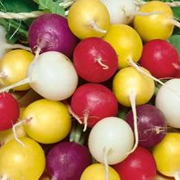 Mixed color radish - 100 seeds