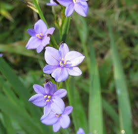 Aristea ecklonii (Blue stars, indigenous plant) - 30 seeds