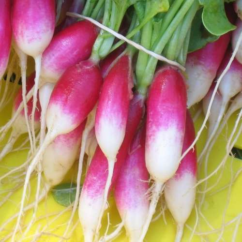 French breakfast radish- 100 seeds