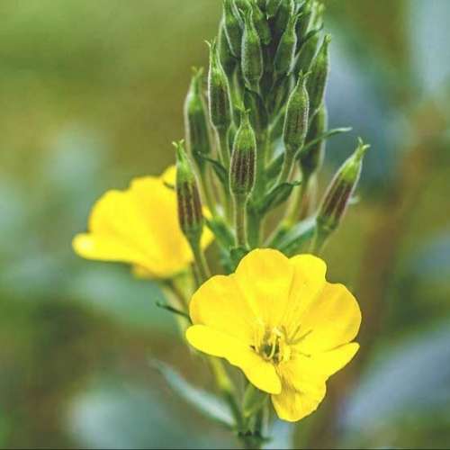 Evening primrose - 200 seeds
