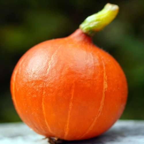 Japanese kuri squash - 10 seeds