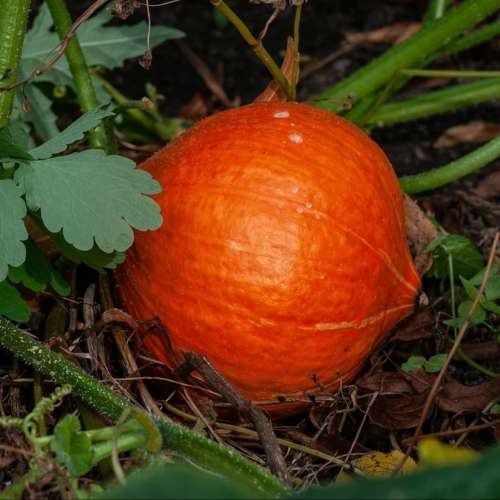 Japanese kuri squash - 10 seeds