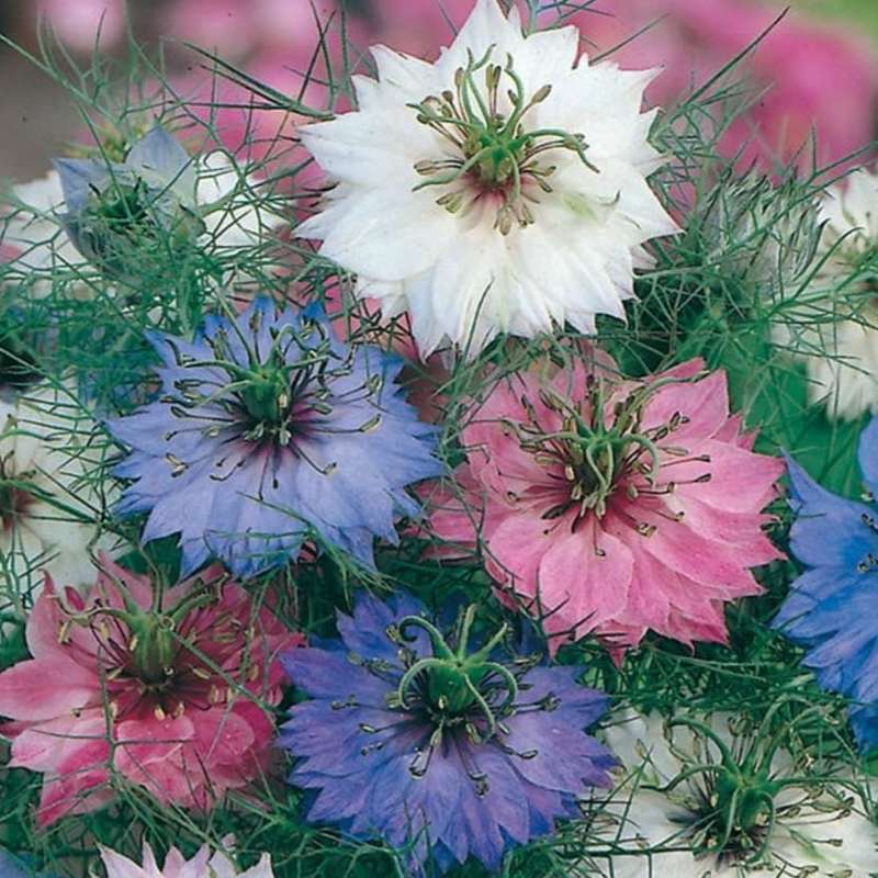 Nigella `Persian `jewels` - 100 seeds