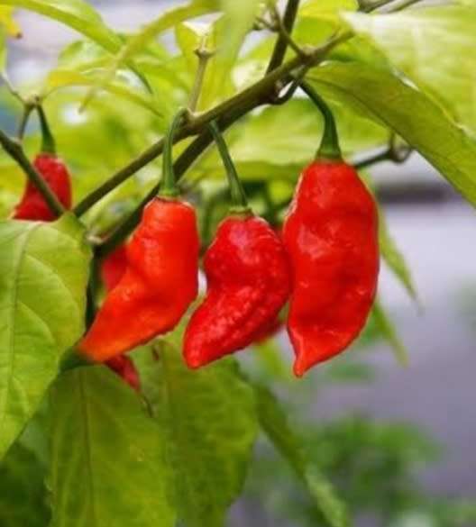 Ghost pepper - 3 seeds