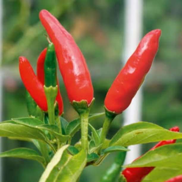 Tobasco chilli - 10 seeds