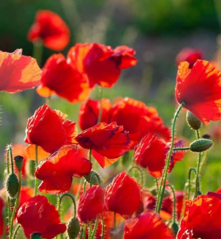 Flanders poppy - 150 seeds