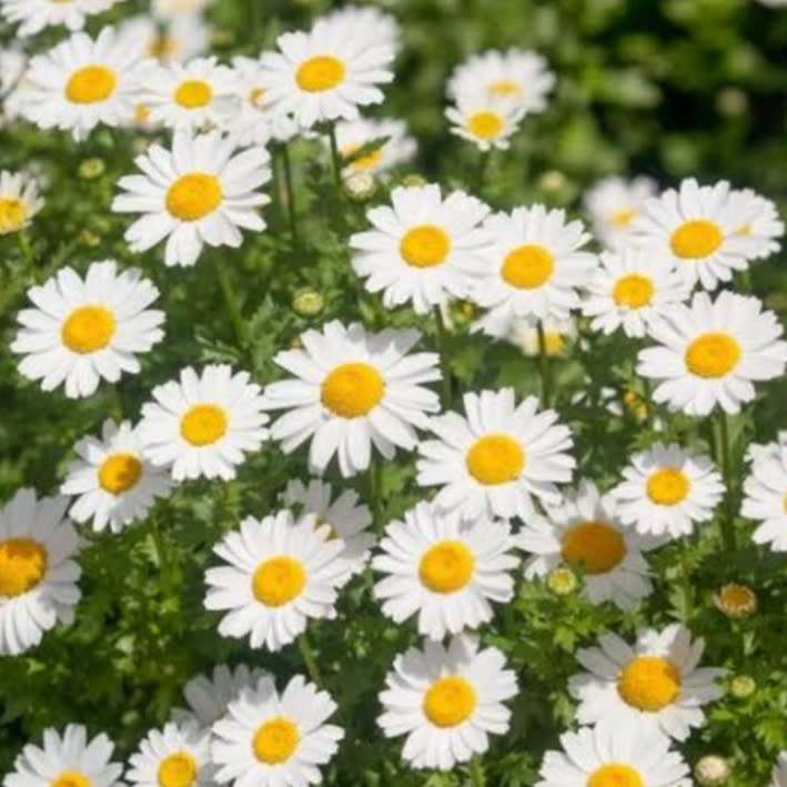 Chrysanthemum paludosum - 100 seeds
