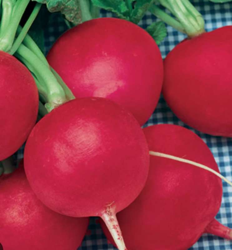 Giant butter radish - 100 seeds