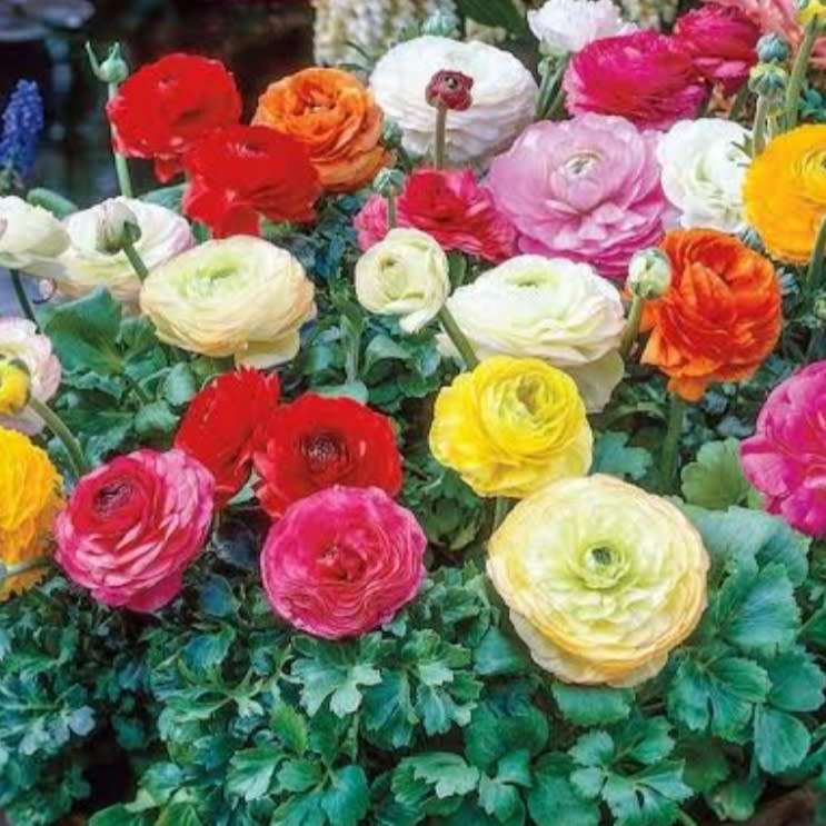Ranunculus (Persian buttercup)   - 1 bulb
