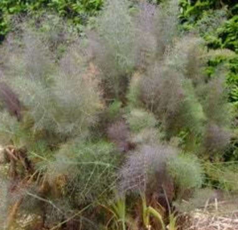 Smokey bronze fennel - 25 seeds
