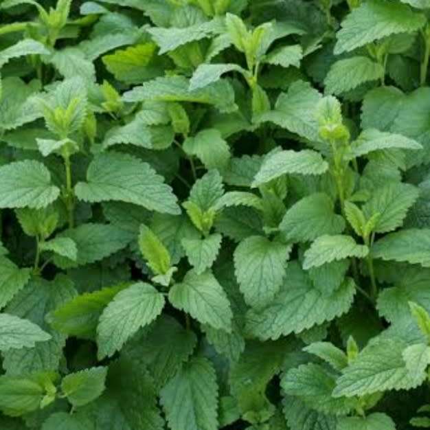 Lemon balm - 50 seeds