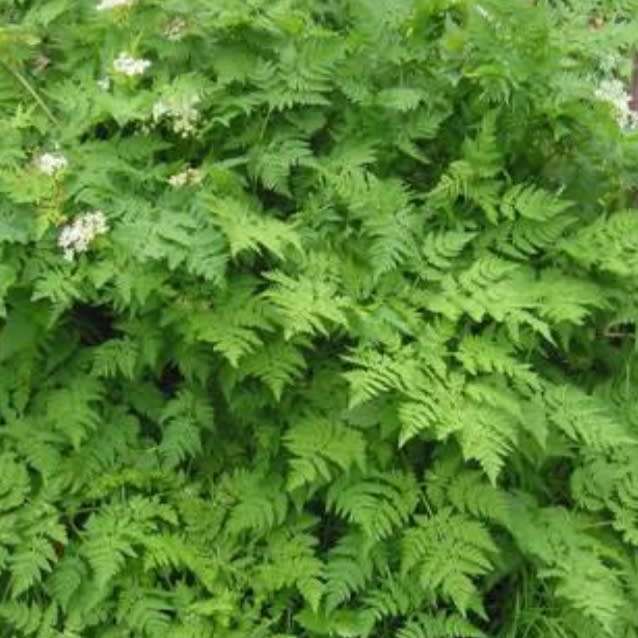 Chervil - 50 seeds