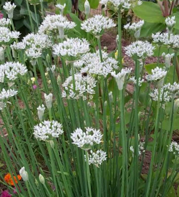 Garlic chives - 50 seeds