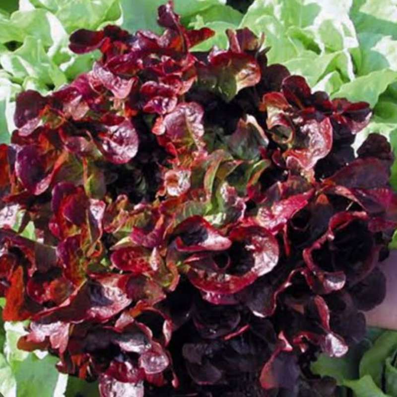 Lettuce `salad bowl red` - 300 seeds