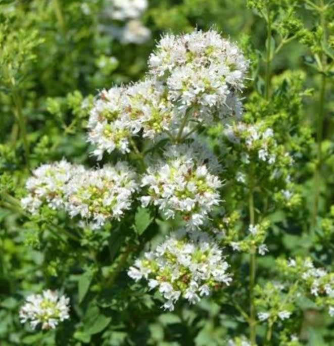 Greek oregano - 200 seeds