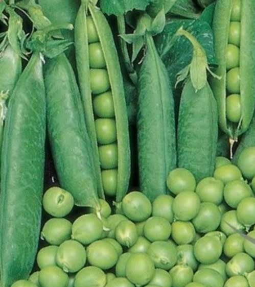 Pea `alderman` - 20 seeds
