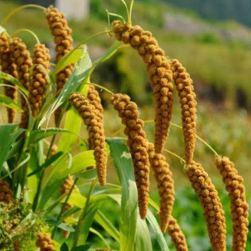 Foxtail millet - 200 seeds