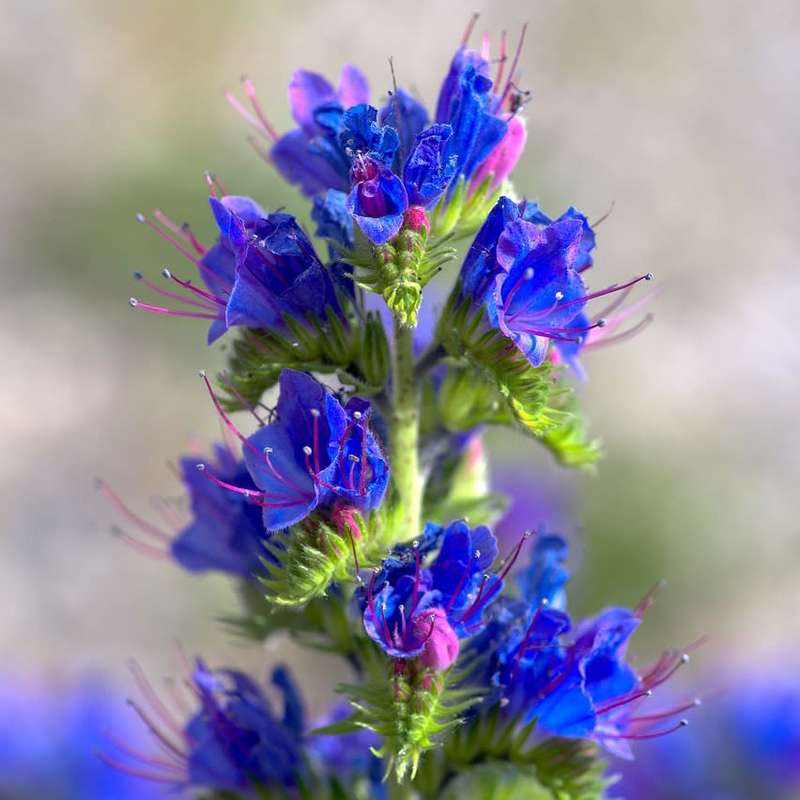 Vipers bugloss - 10 seeds