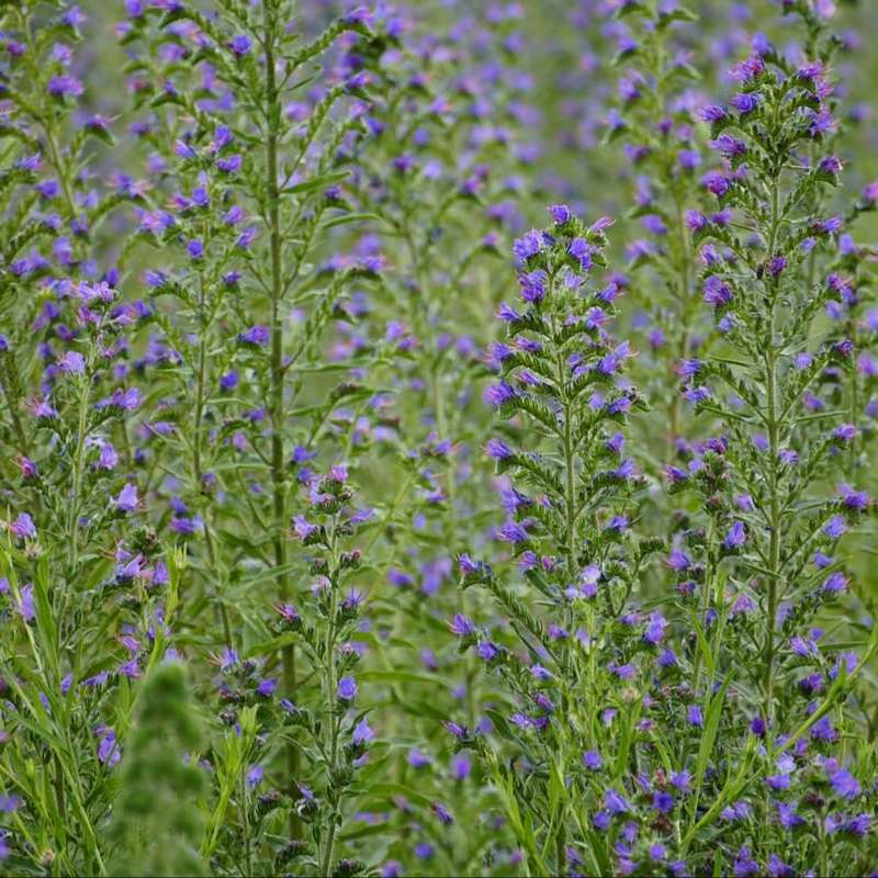 Vipers bugloss - 10 seeds