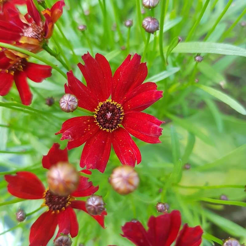 Coreopsis `mahogany midget` - 50 seeds