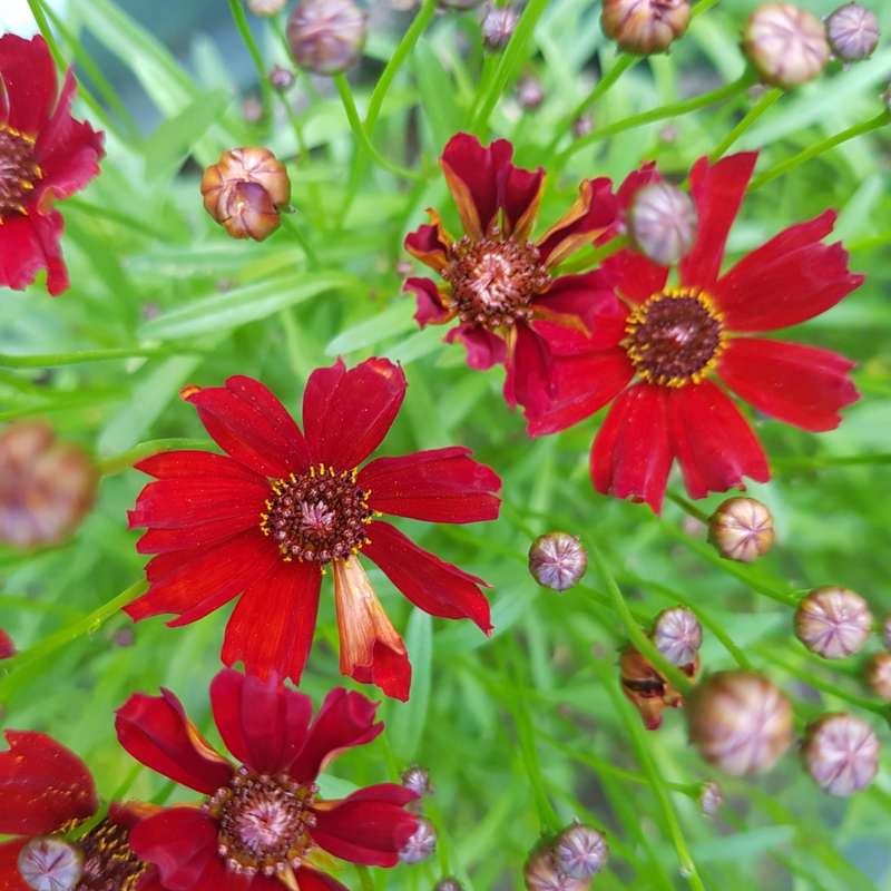 Coreopsis `mahogany midget` - 50 seeds
