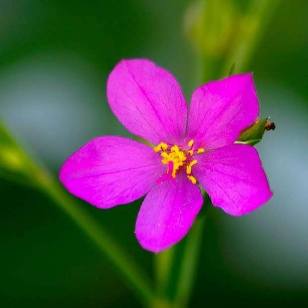 Talinum paniculatum (Jewels of opar) - 150 seeds