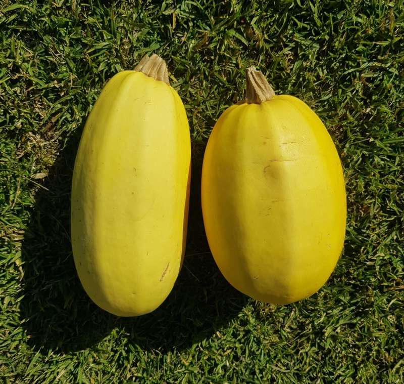 Spaghetti squash- 10 seeds