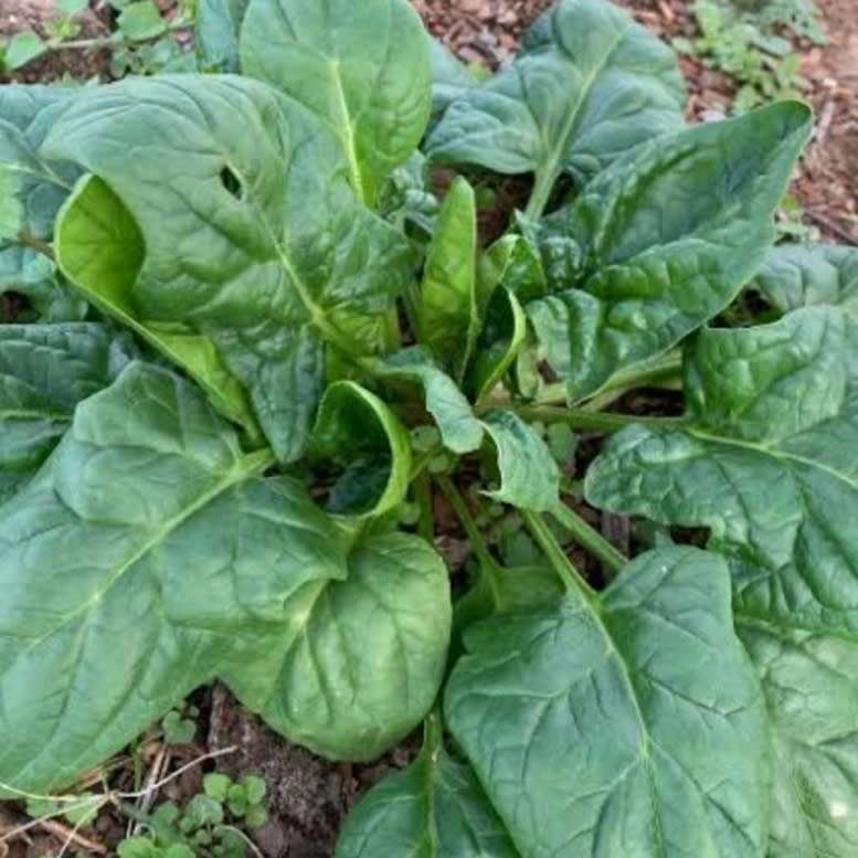 Spinach `matador - 100 seeds