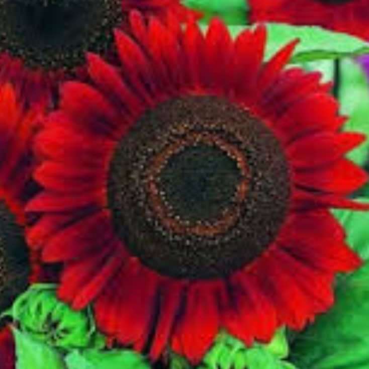 Sunflower `red sun` - 15 seeds