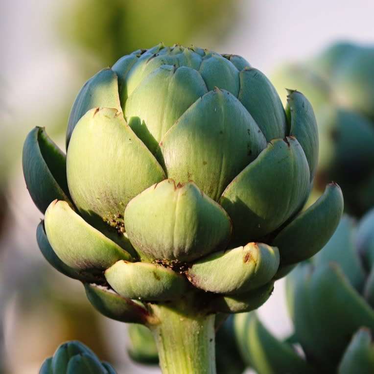 Artichoke `green globe` - 25 seeds